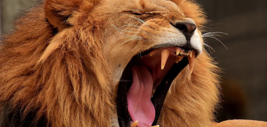 Startup-Essen – „Die Höhle der Löwen“ startet in eine neue Staffel